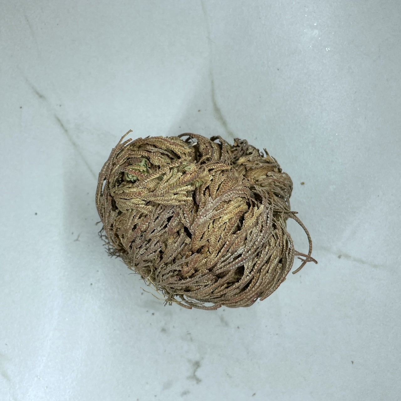 Rose De Jericho